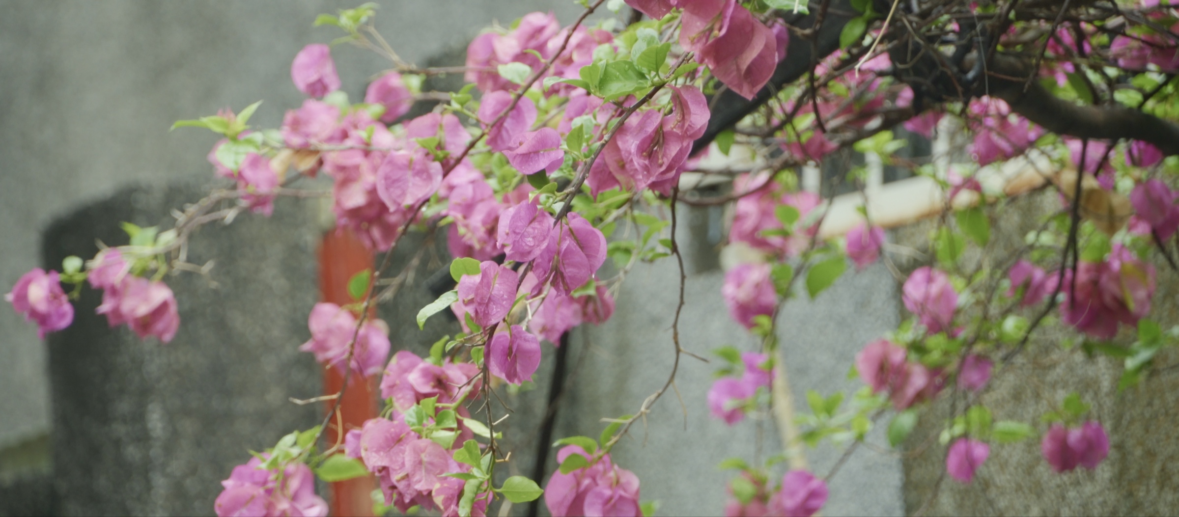 Pink bougainvillea in bloom
